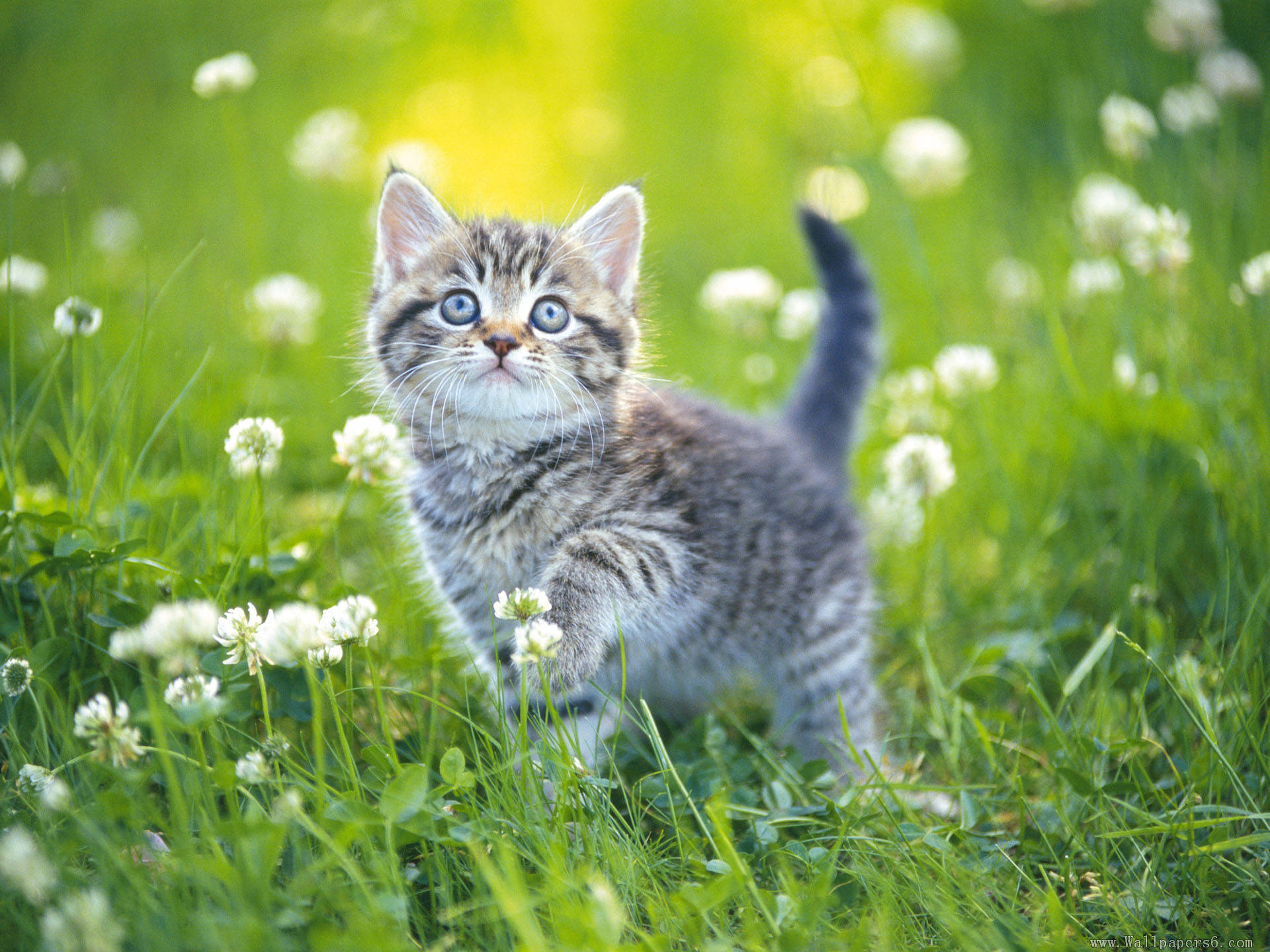Kitten Nature