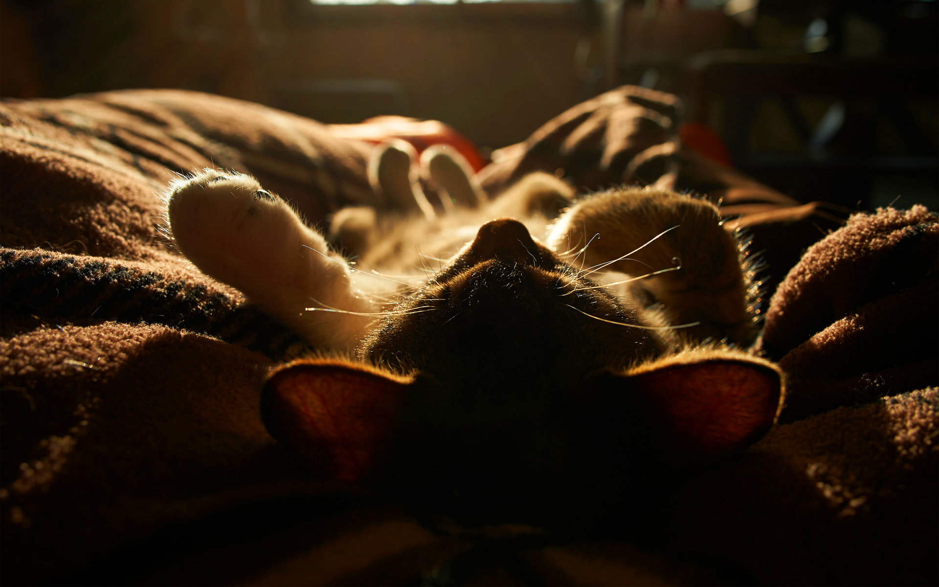 Kitten sleep on blanket
