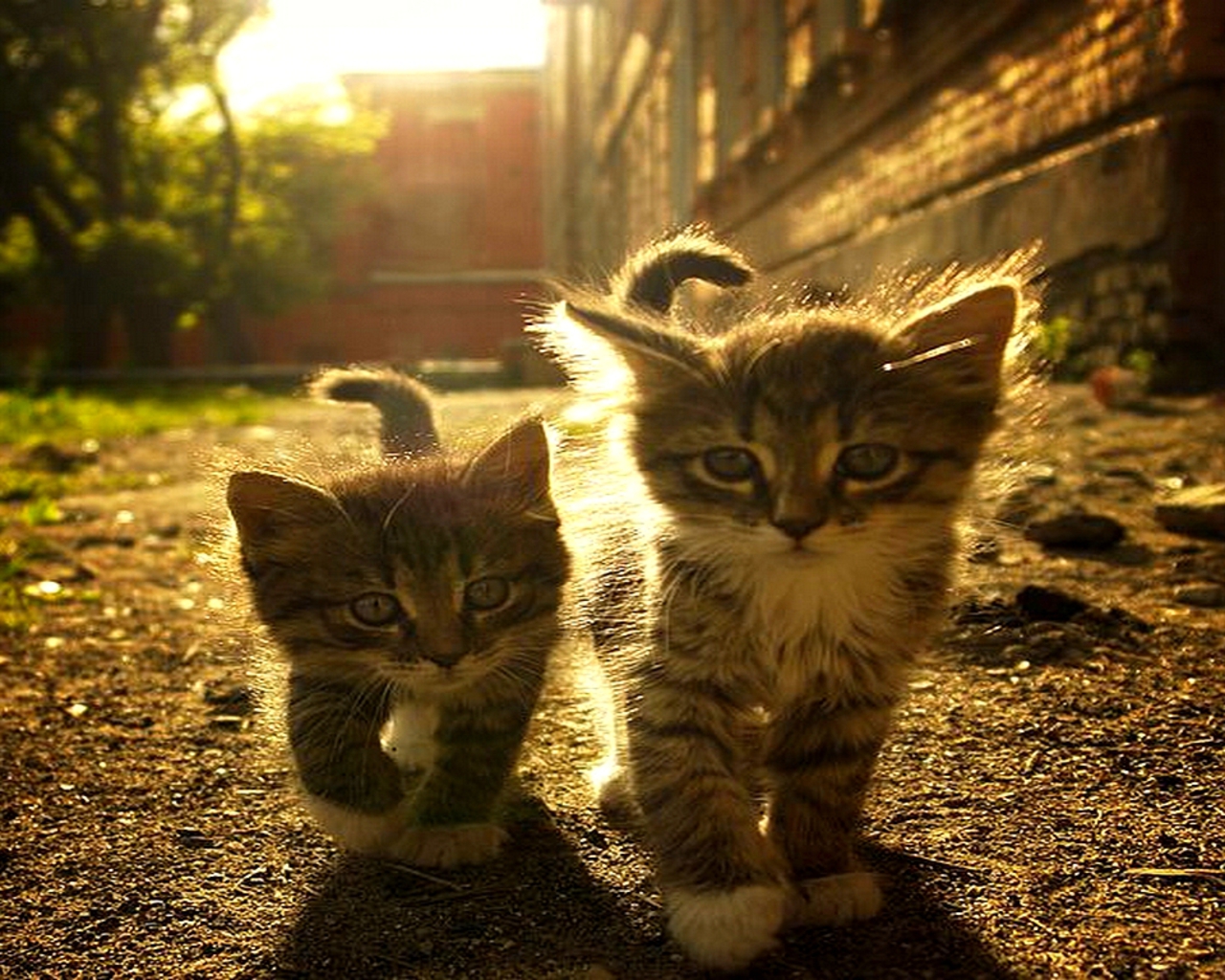 Kittens Friends Photo