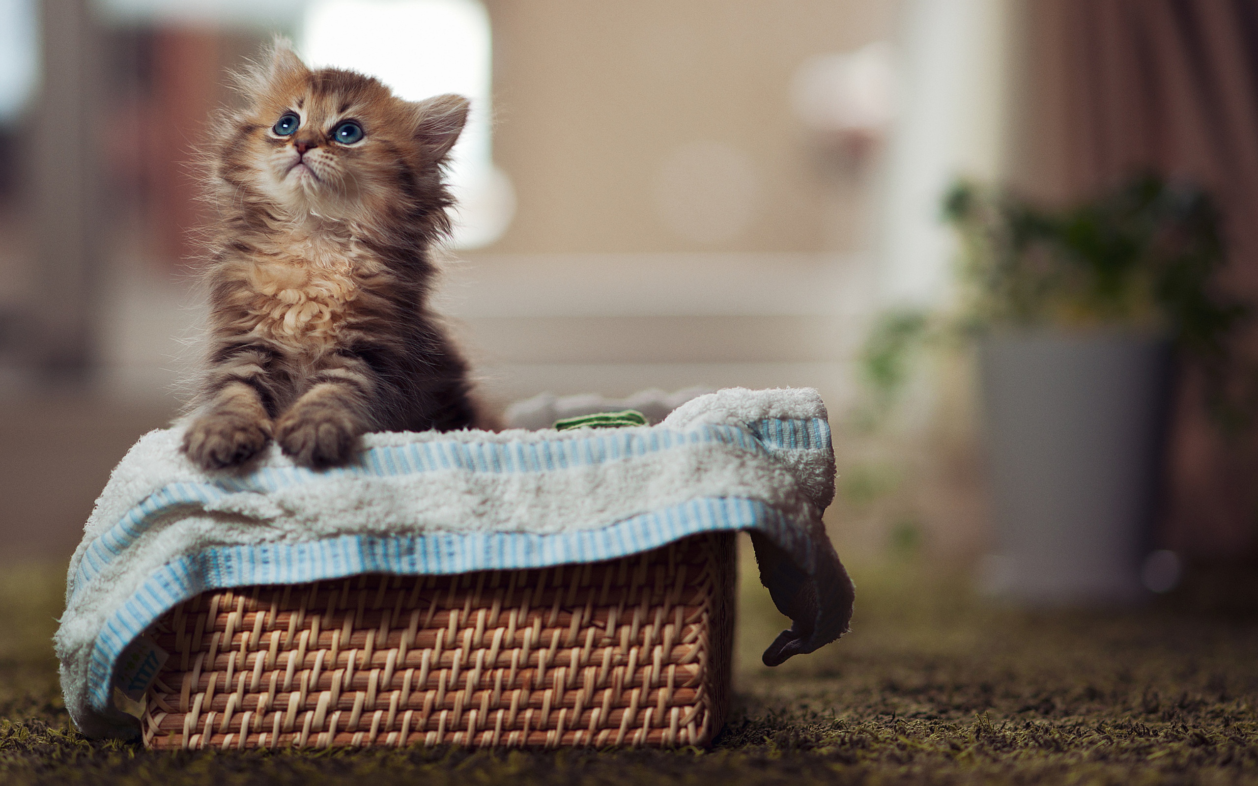 Kitty in Basket Wallpapers Pictures Photos Images. «