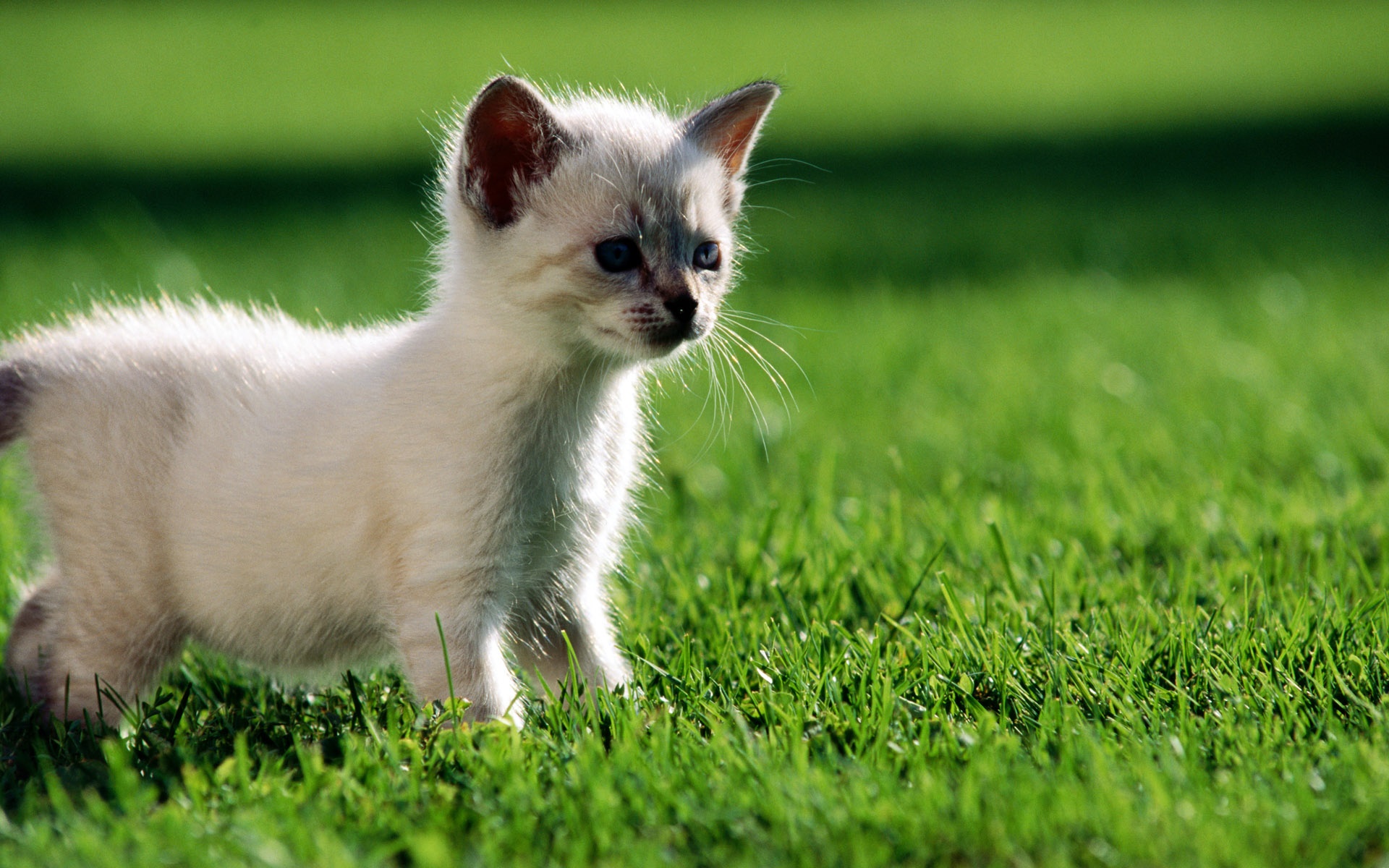 Kitten in grass Animals White Kitten Cat Grass