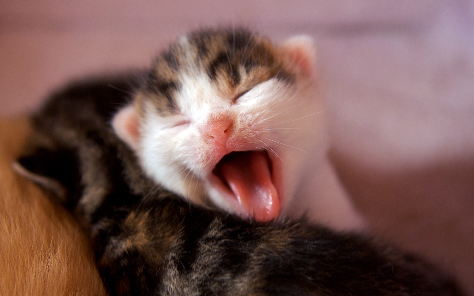 Kitty yawn