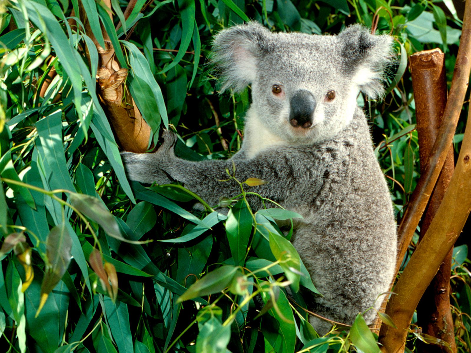 Bears Koalas Animals