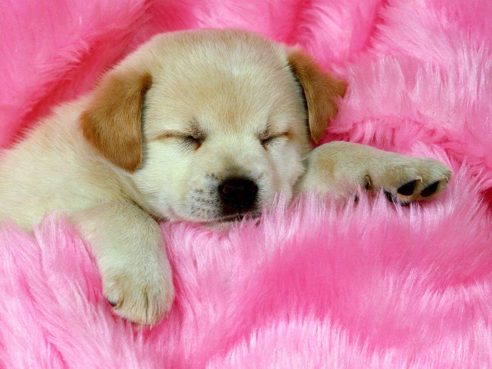 Labrador Puppy Sleeping