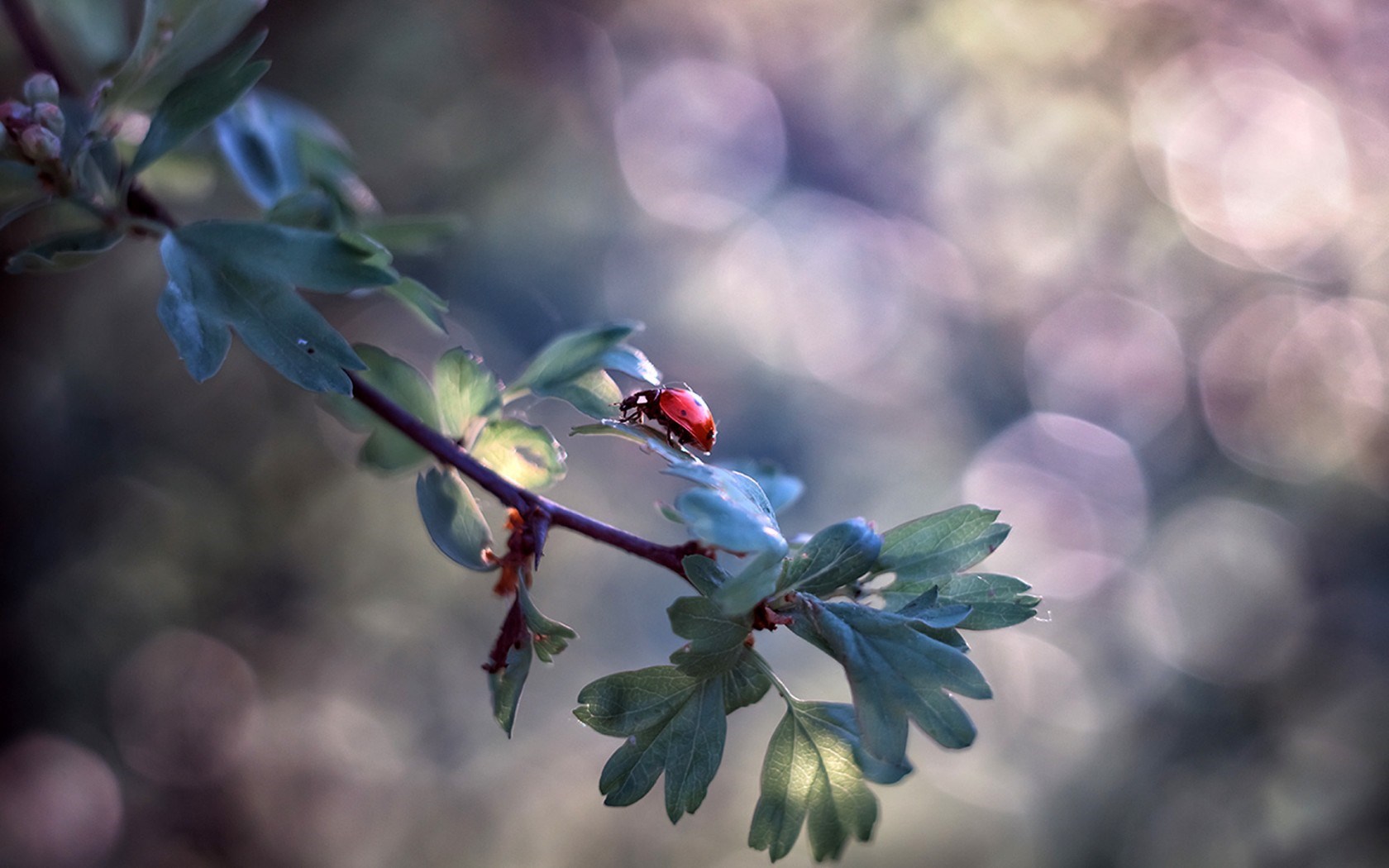 Ladybug Insect Branch Bokeh