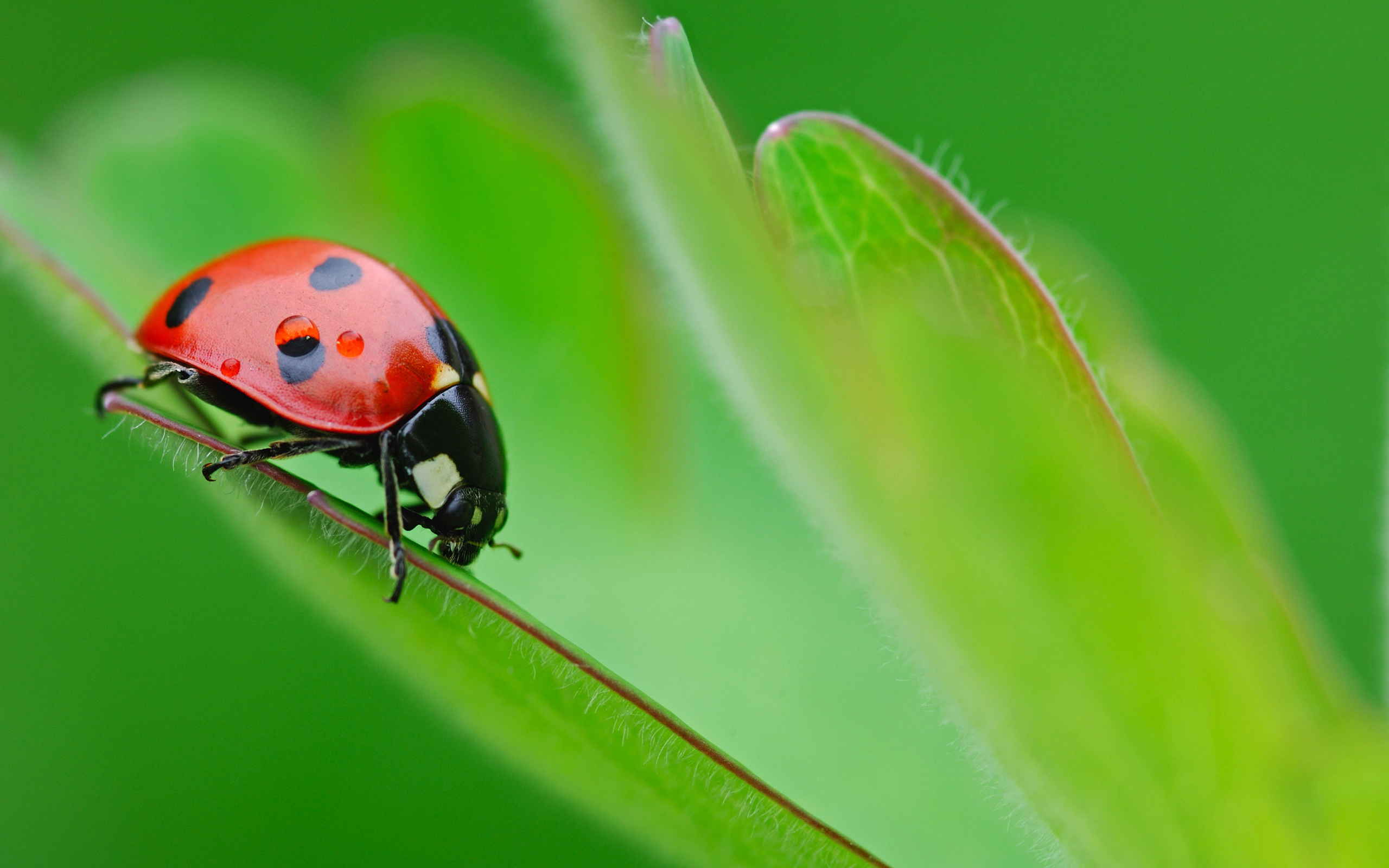 Ladybug Insect Nature