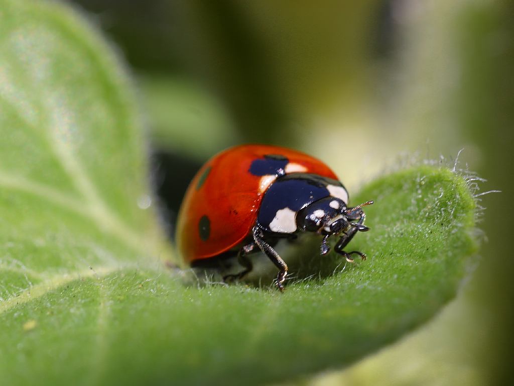 I expected the ladybugs to eat all the aphids with audible chewing noises until not a single one remained.