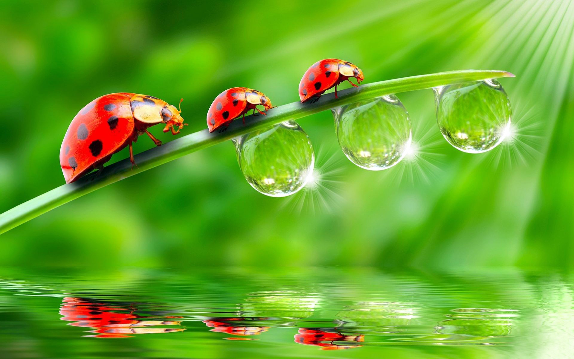Ladybugs wallpapers and images - download wallpapers, pictures, photos | Smiles | Pinterest