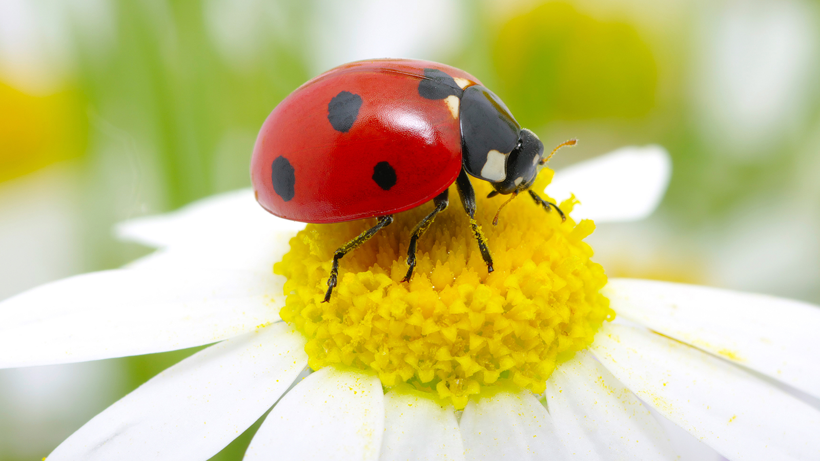 Ladybugs Wallpaper 1600x900 1448