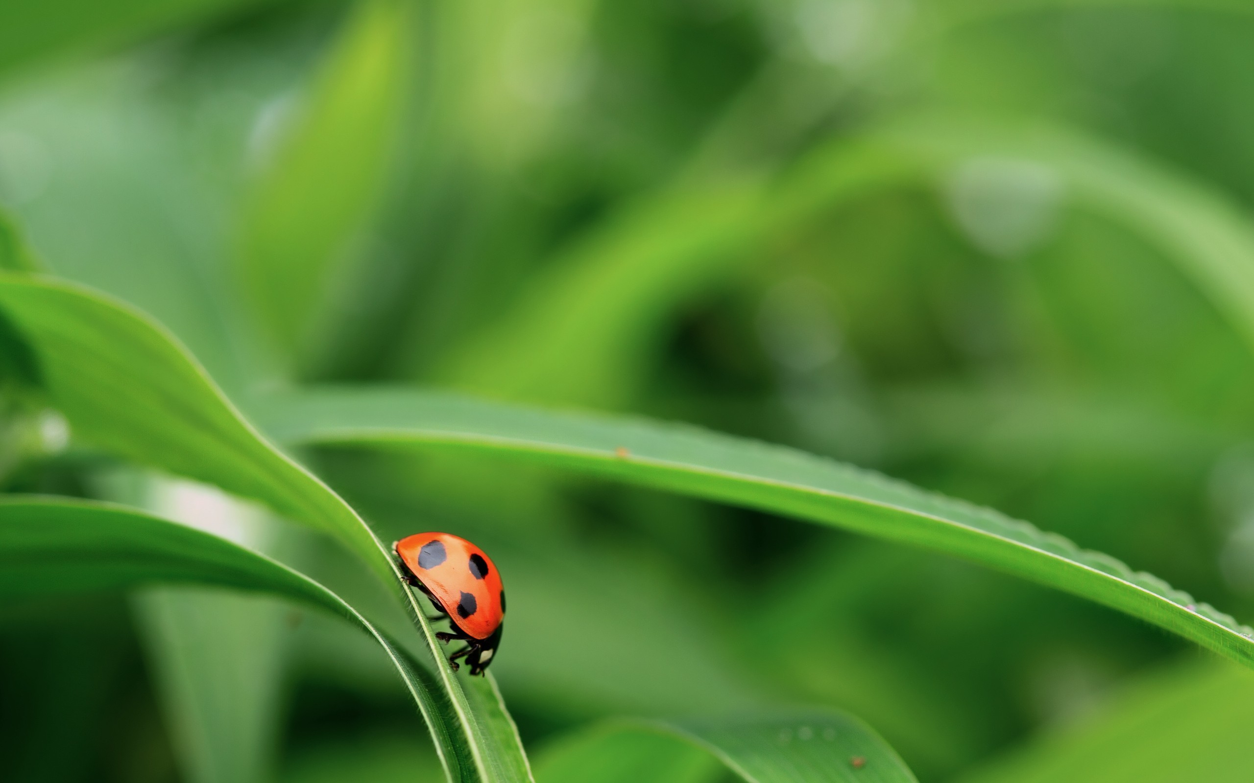 Ladybugs Nature Macro