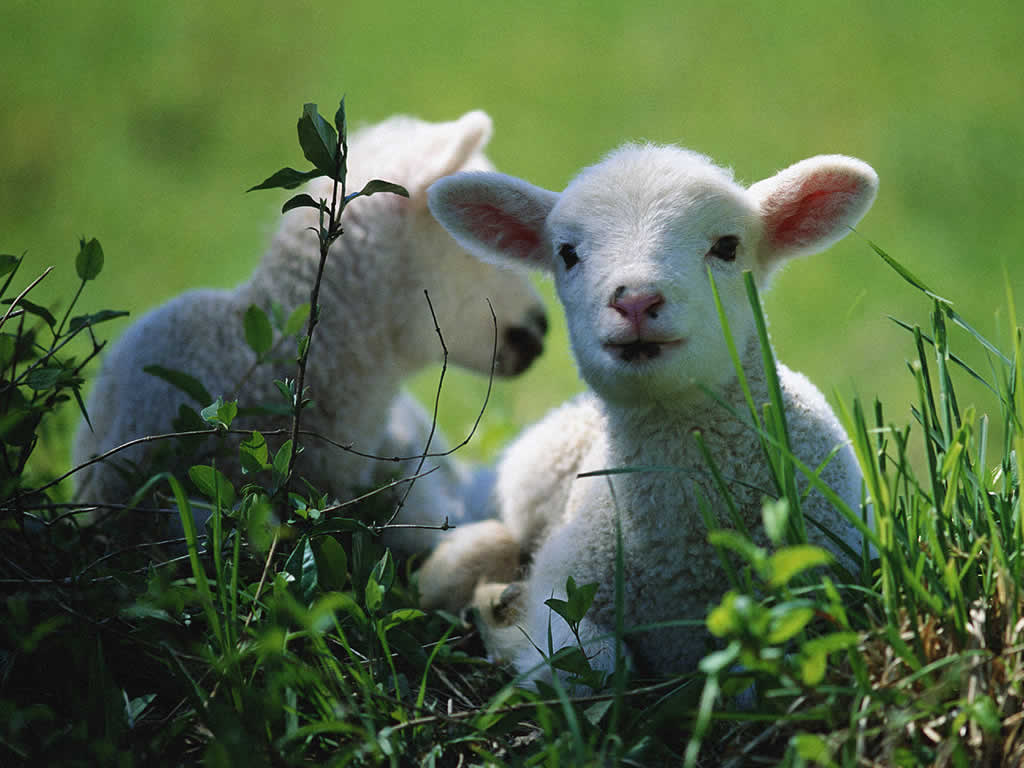 If you care about those lambs who were killed for their meat, and believe that animals should not be harmed unnecessarily, then please spare a ...