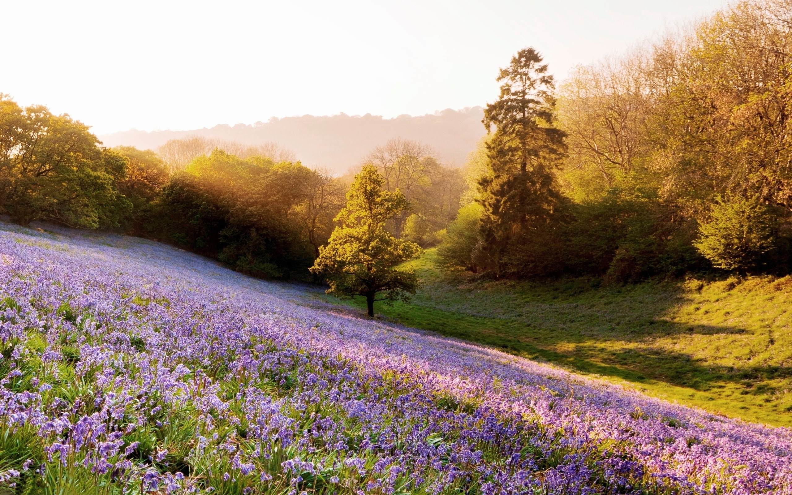Lavender field morning