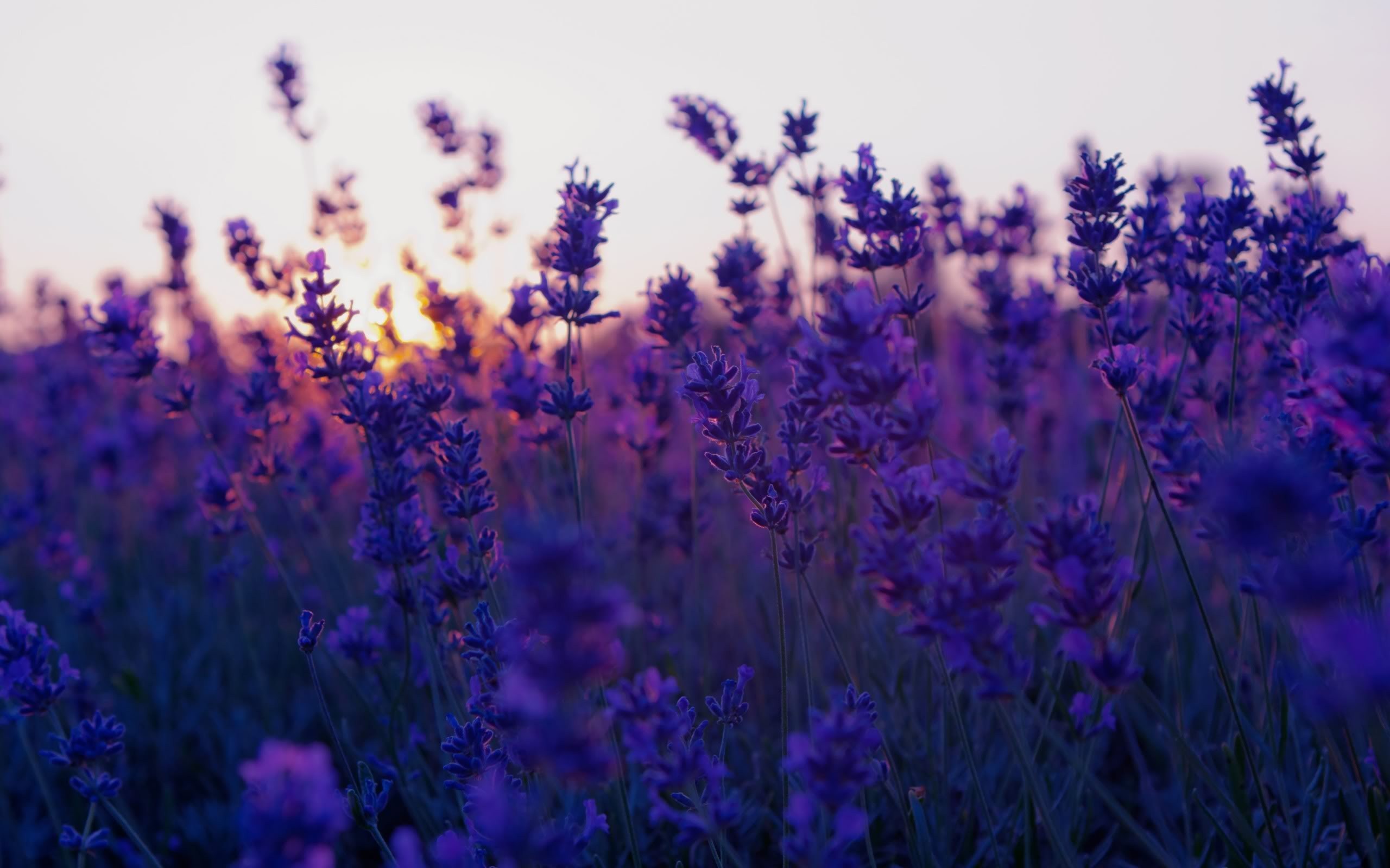 Field Lavender Purple Flowers Nature Photo