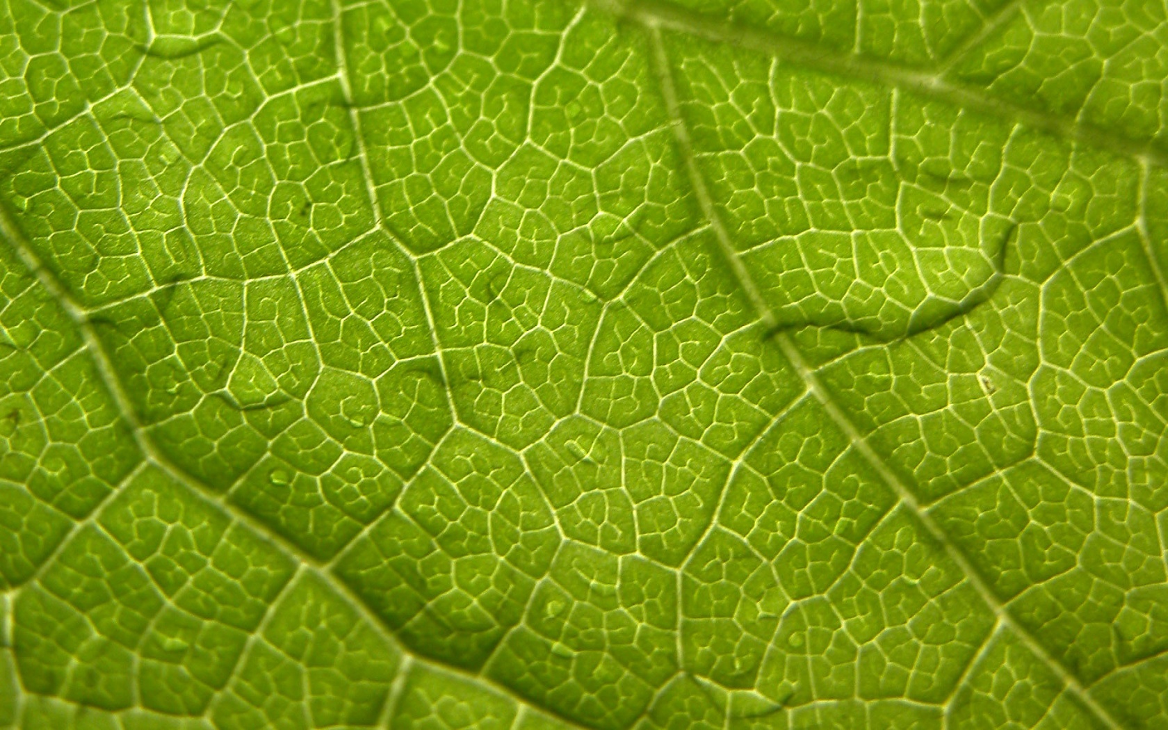 Windows Vista Leaf Closeup