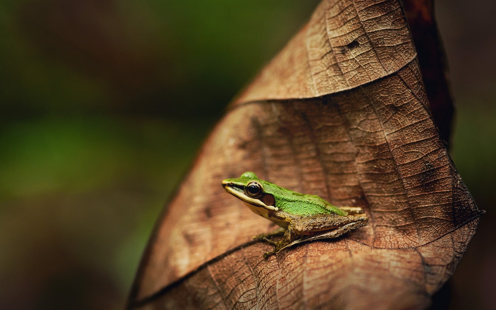 Leaf Frog Nature Macro Photo