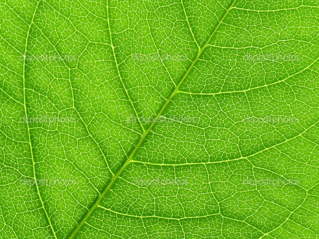 Vibrant green leaf macro close up natural background. — Photo by SRphotos
