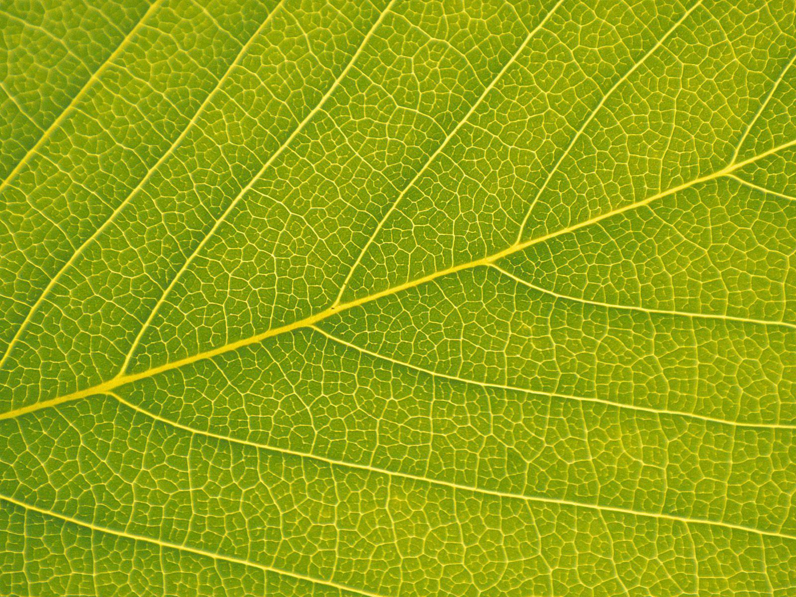 Leaf Macro Background