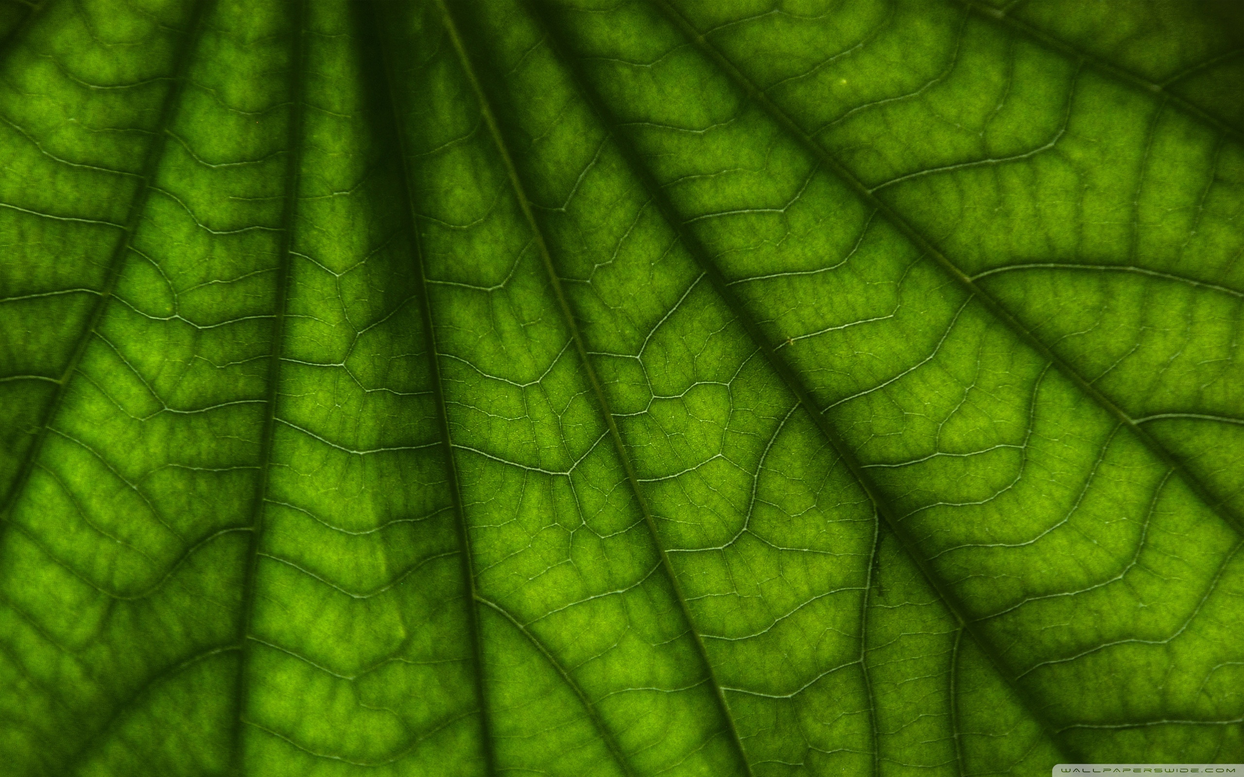 Leaf Macro Wallpapers