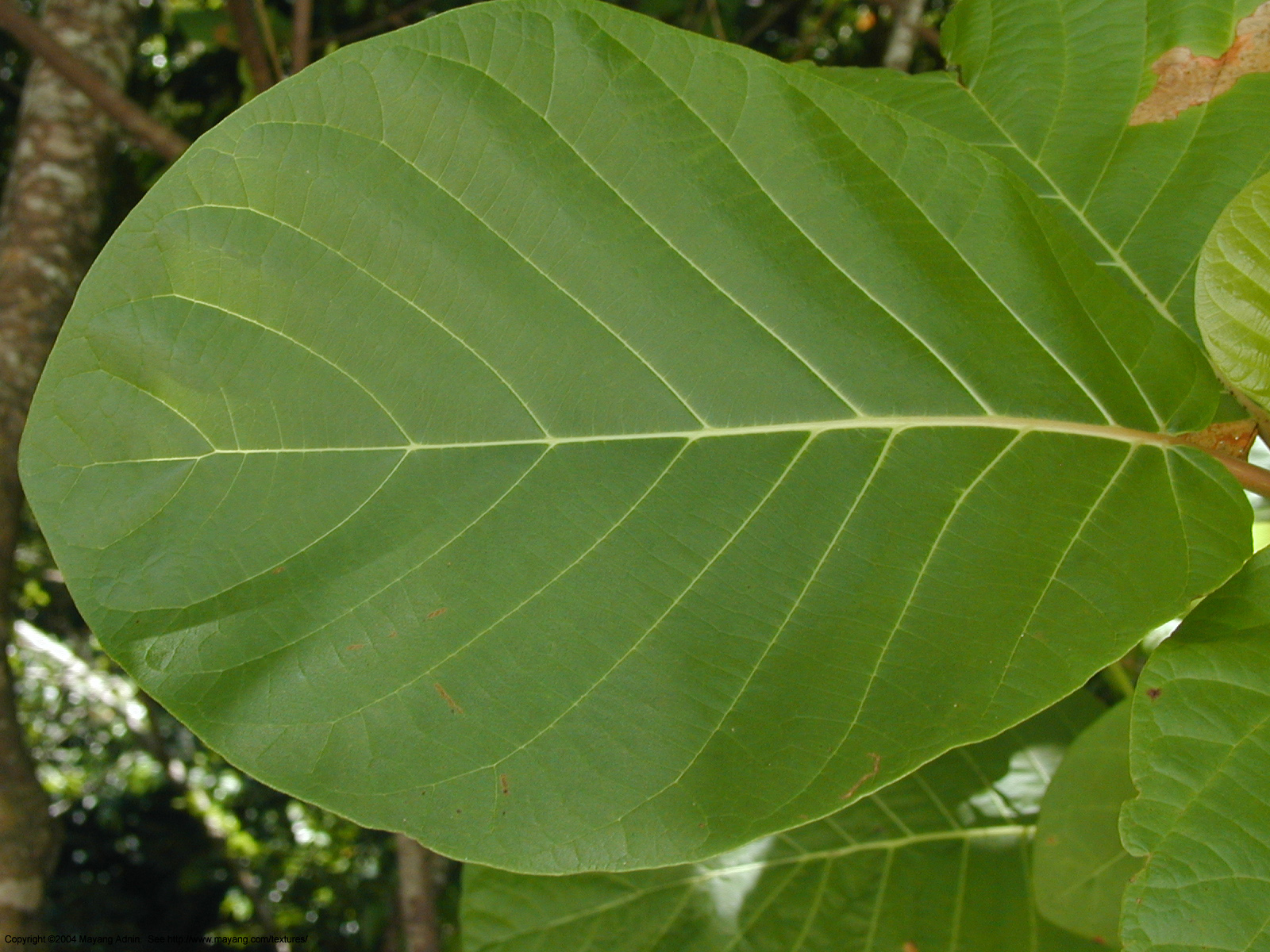large simple leaf