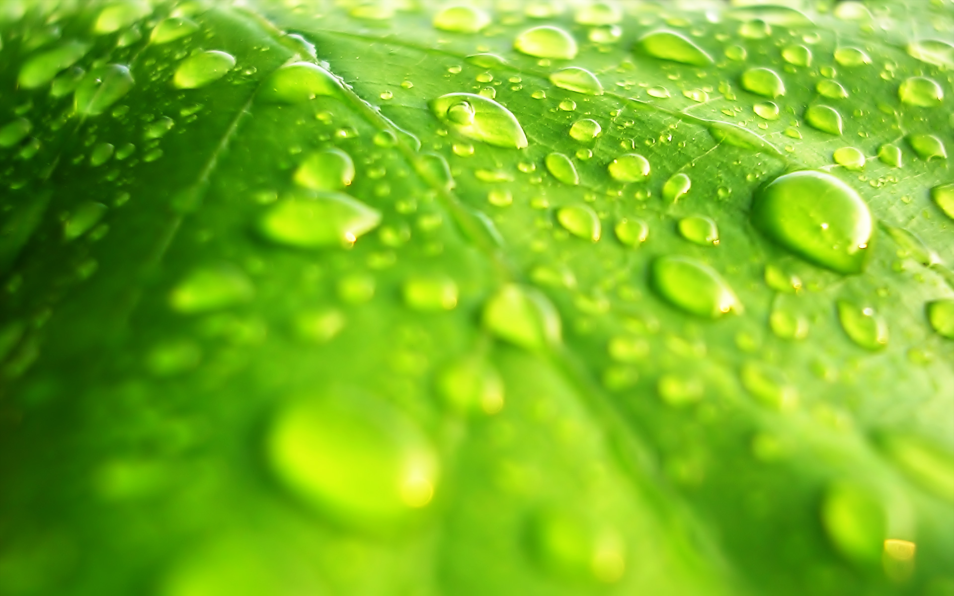 Leaf Water Drops