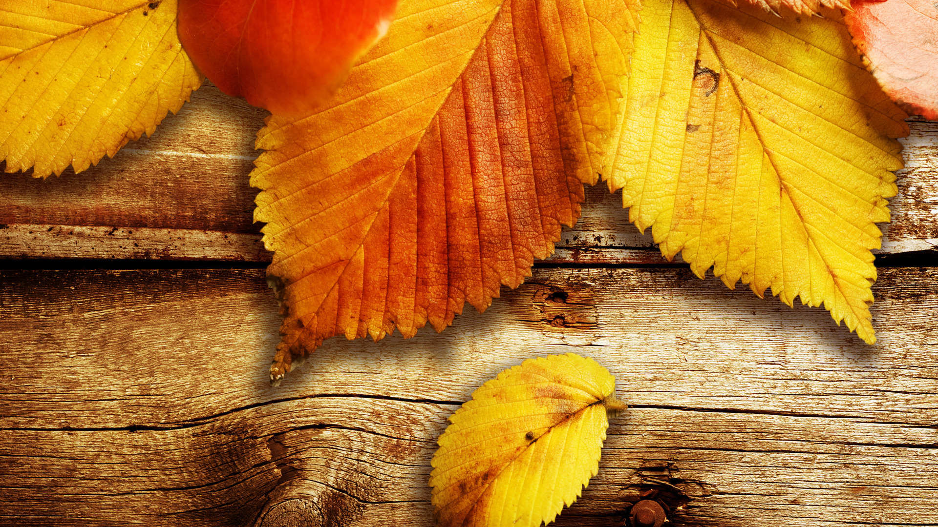 original wallpaper download: The autumn leaves on the wood - 1920x1080