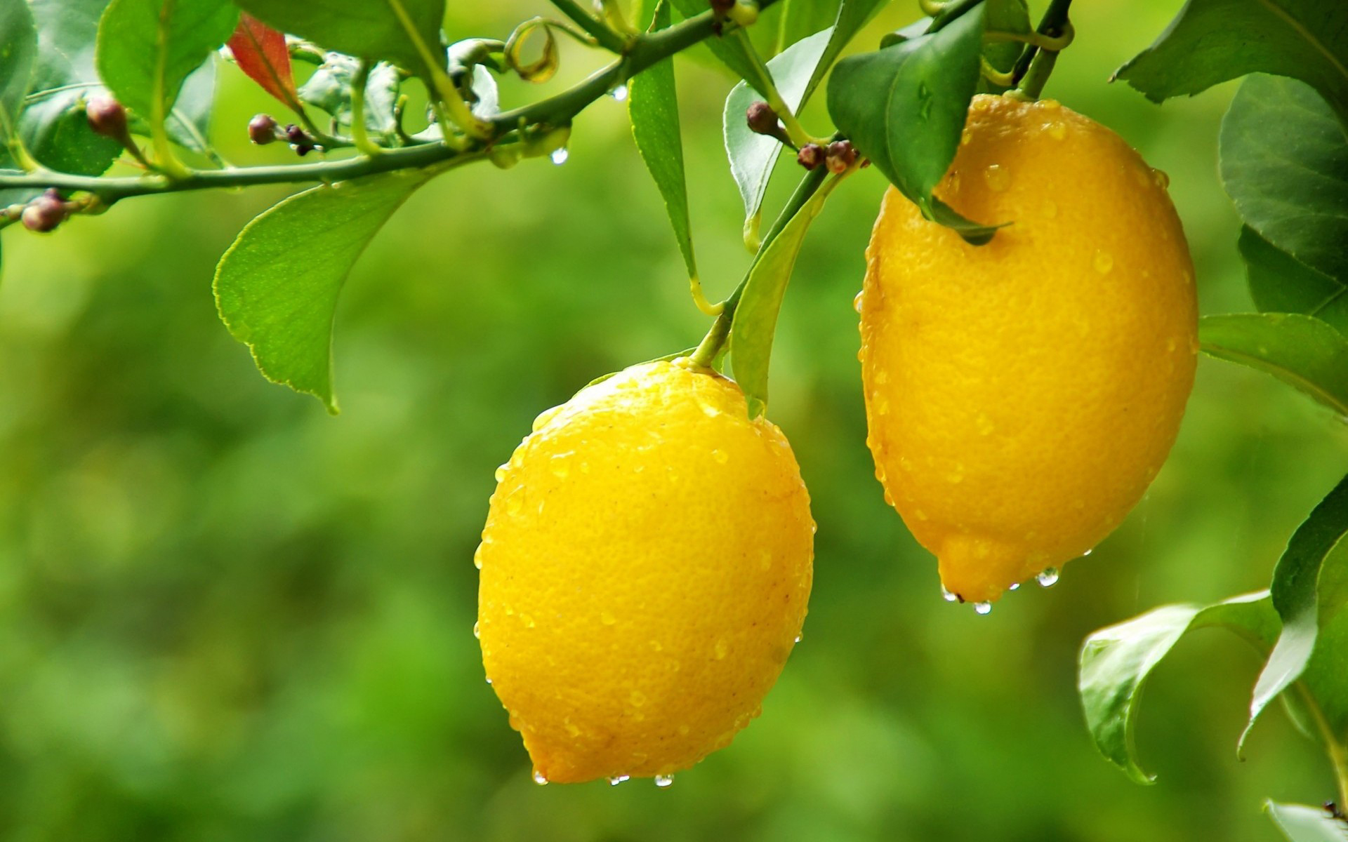 Please check our latest desktop Wallpapers below and bring beauty to your desktop. Lemon Tree HD Wallpapers