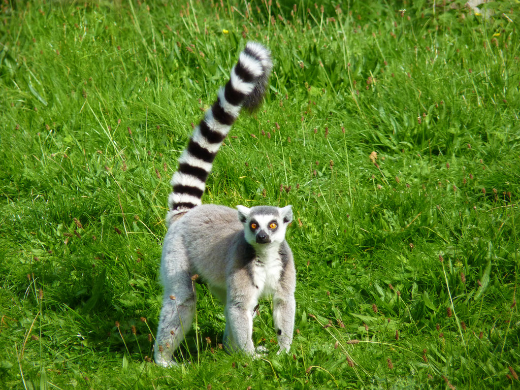 ... Ring-tailed Lemur-Madagascar National Animal | Wallpapers9 ...