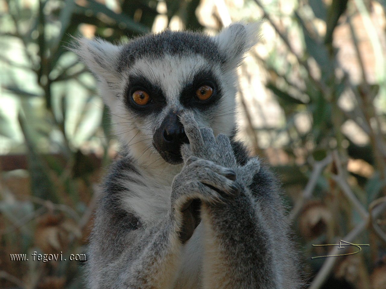 Web Www Fegovi Com Lemur Pictures Las Noticias Son Lo Único Veloz En