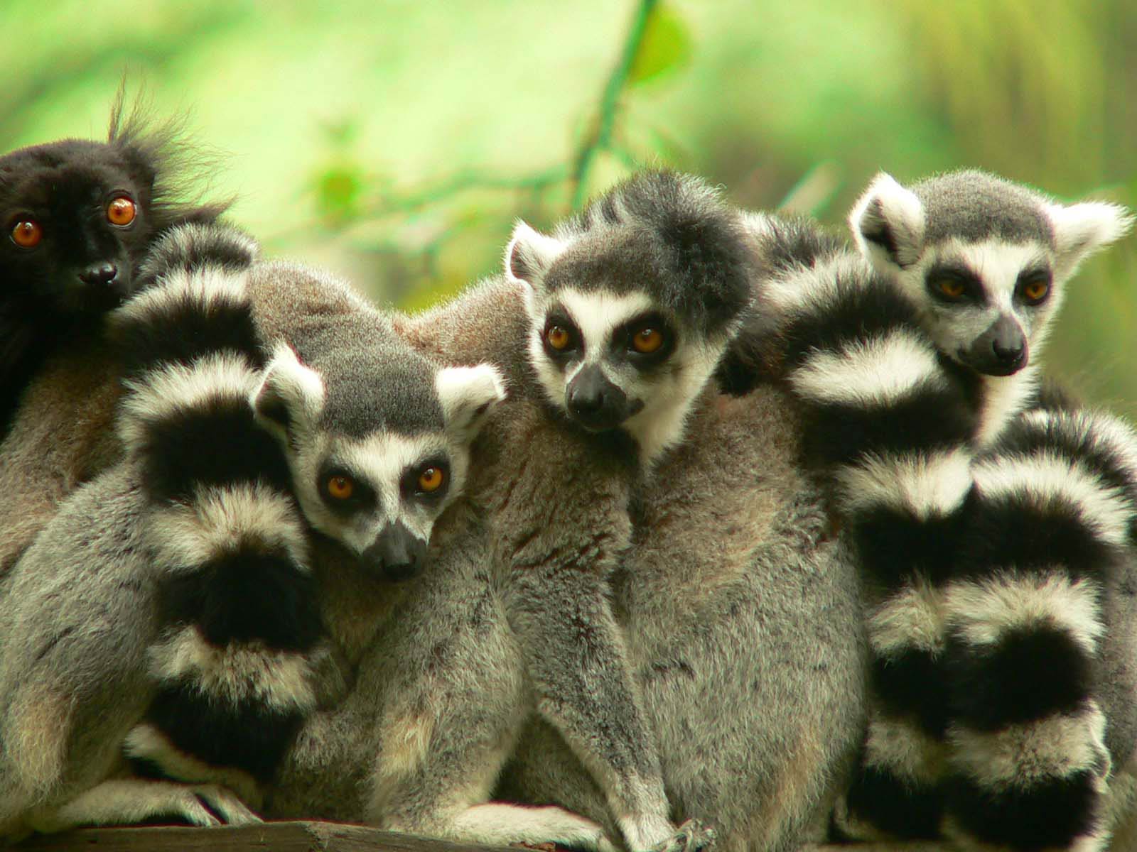 Lemur Wallpaper