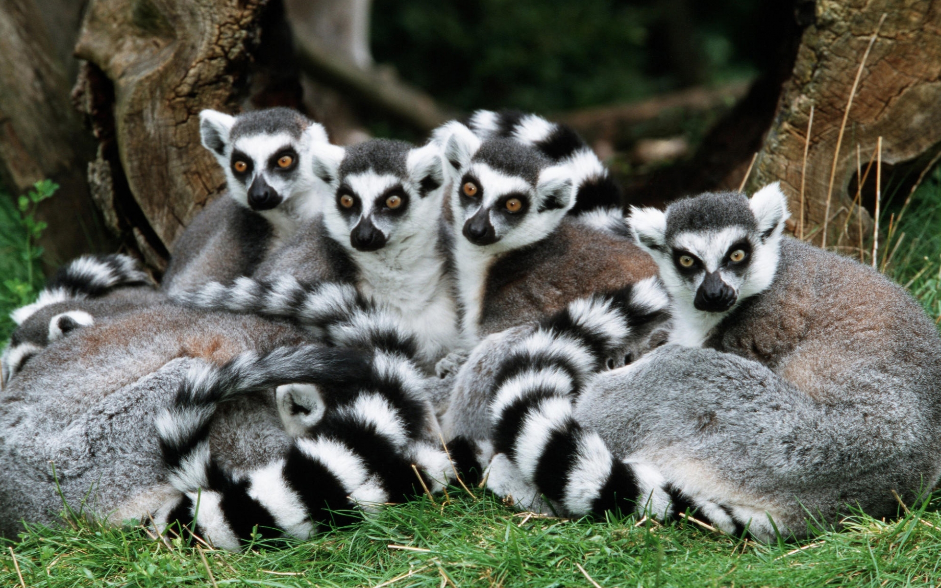 HD Wallpaper | Background ID:368562. 1920x1200 Animal Lemur