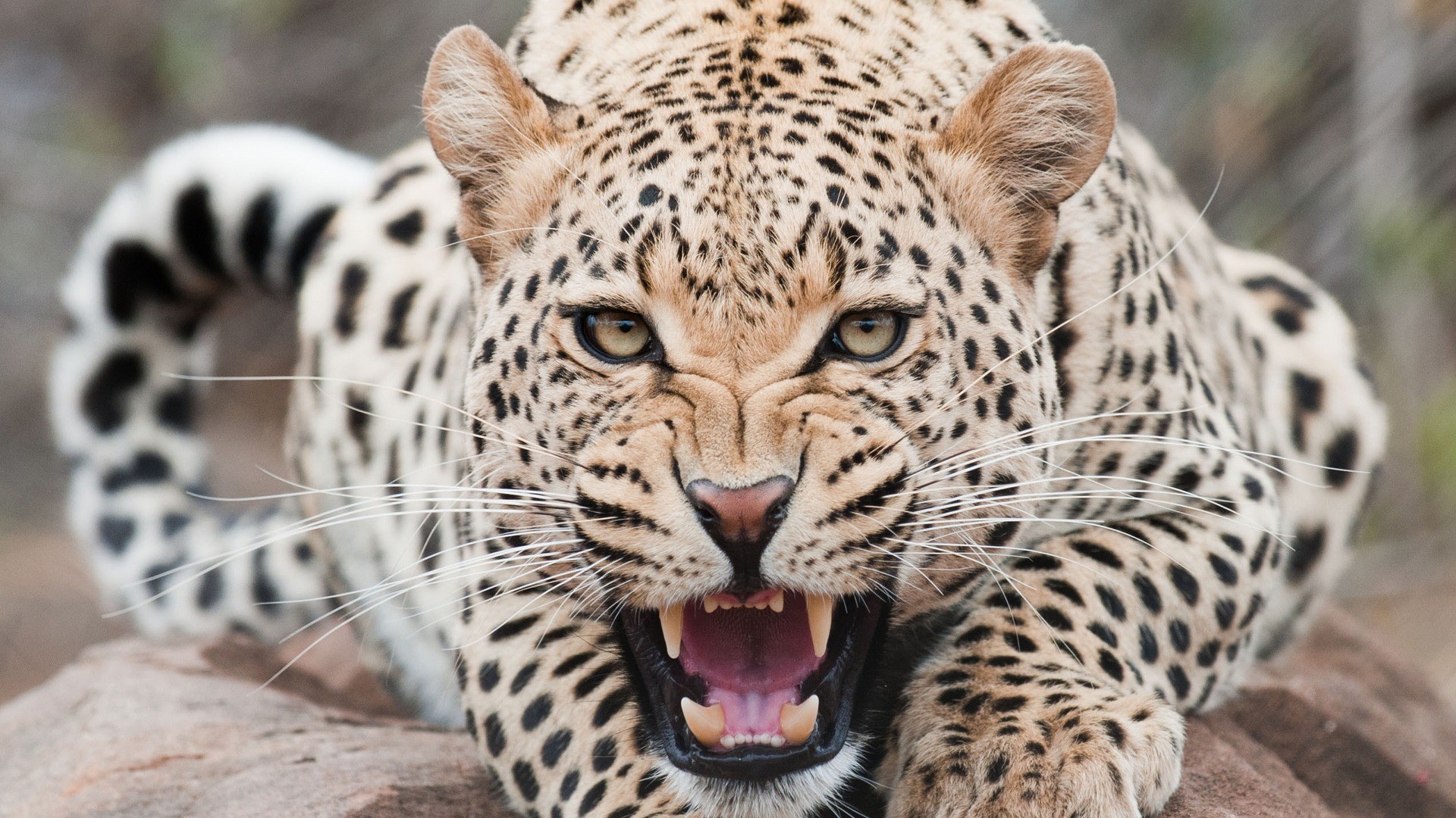 ... Leopard #05 Image ...