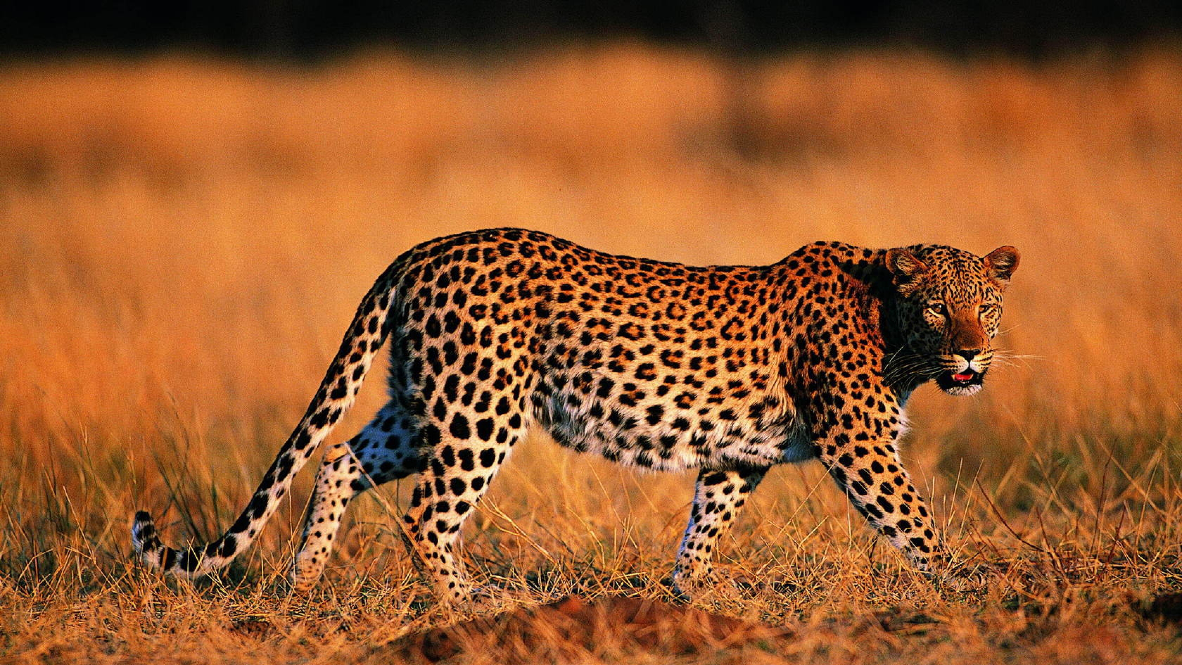 3840x2160 Wallpaper leopard, walking, grass, hunting, predator, big cat