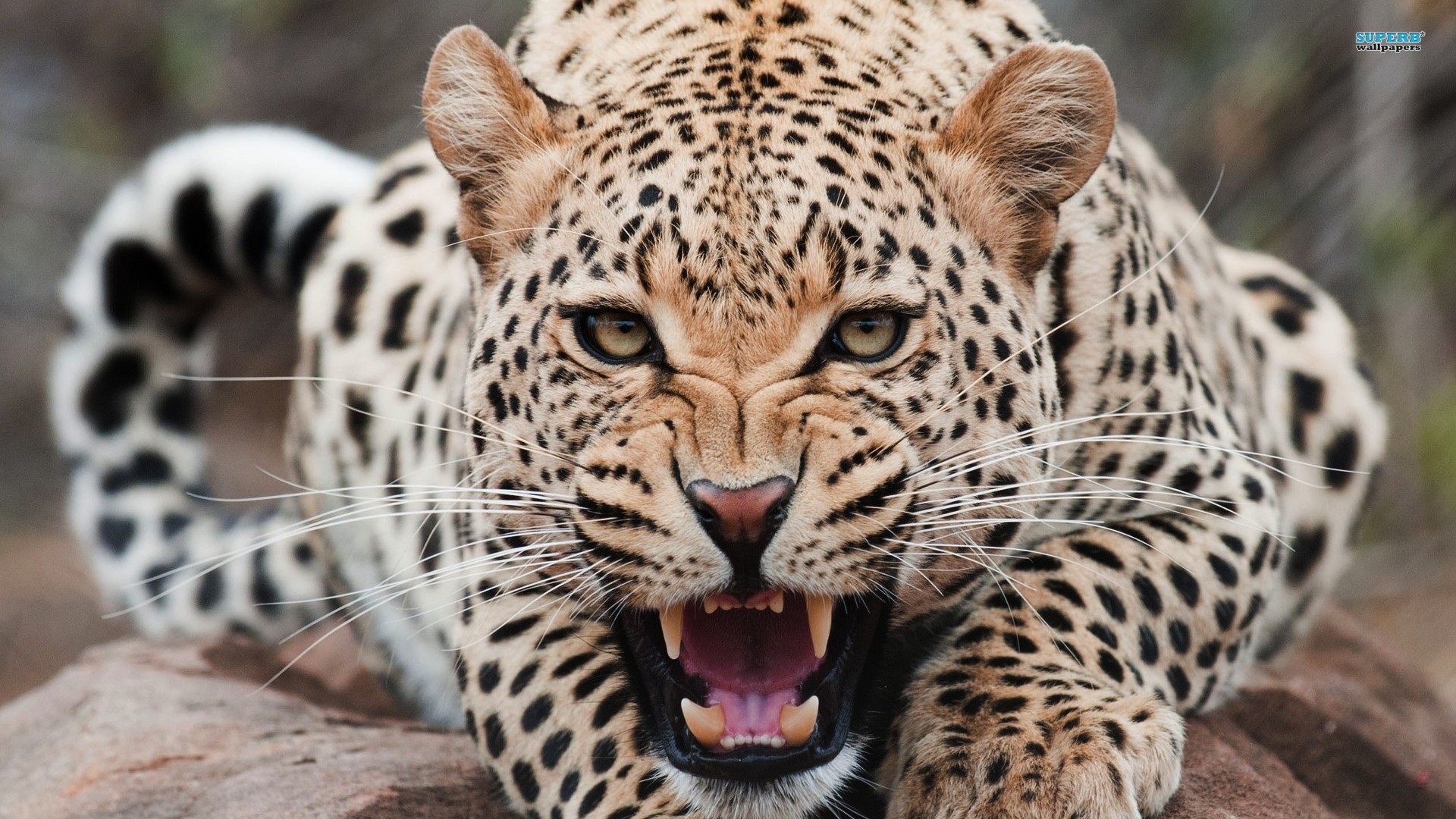 Wild Animals Leopard