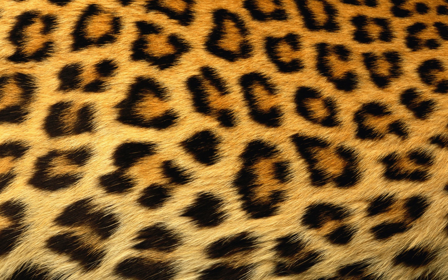 Leopard Background