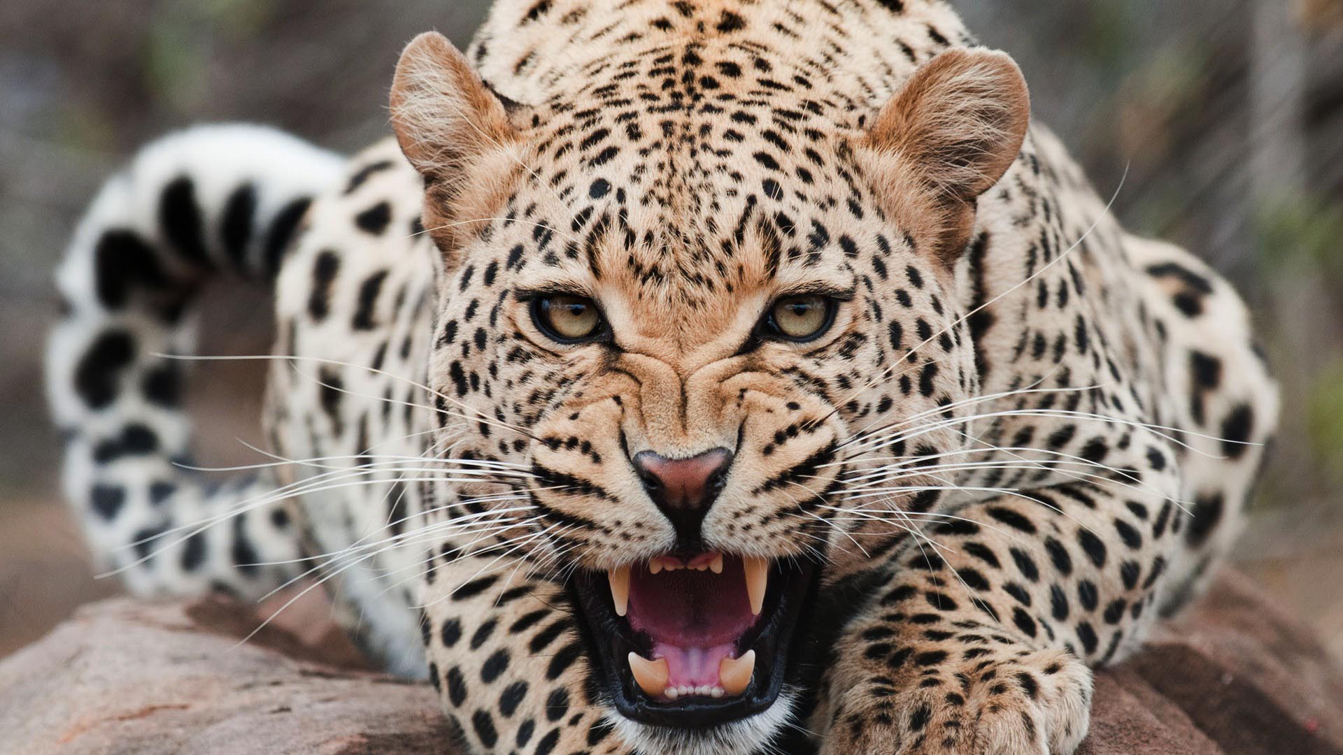 Leopard hd