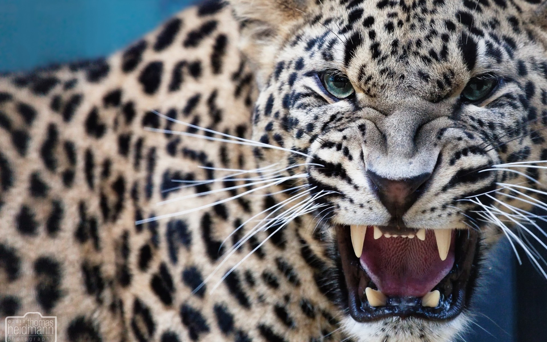 leopard predator jaws teeth wallpaper background
