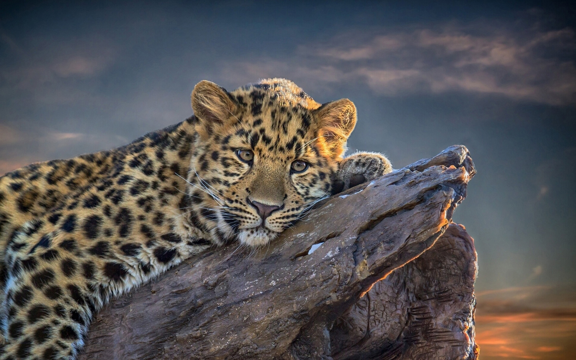 Leopard relaxing