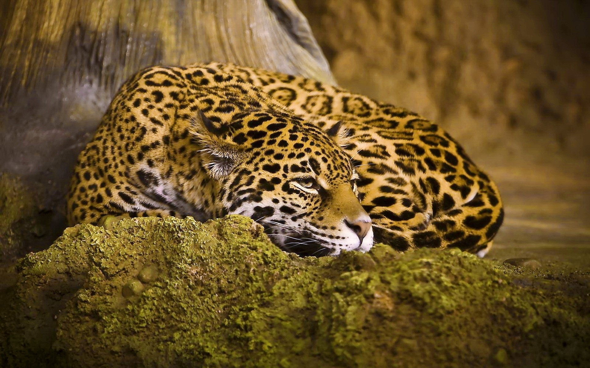 Sleep Leopard Wallpaper