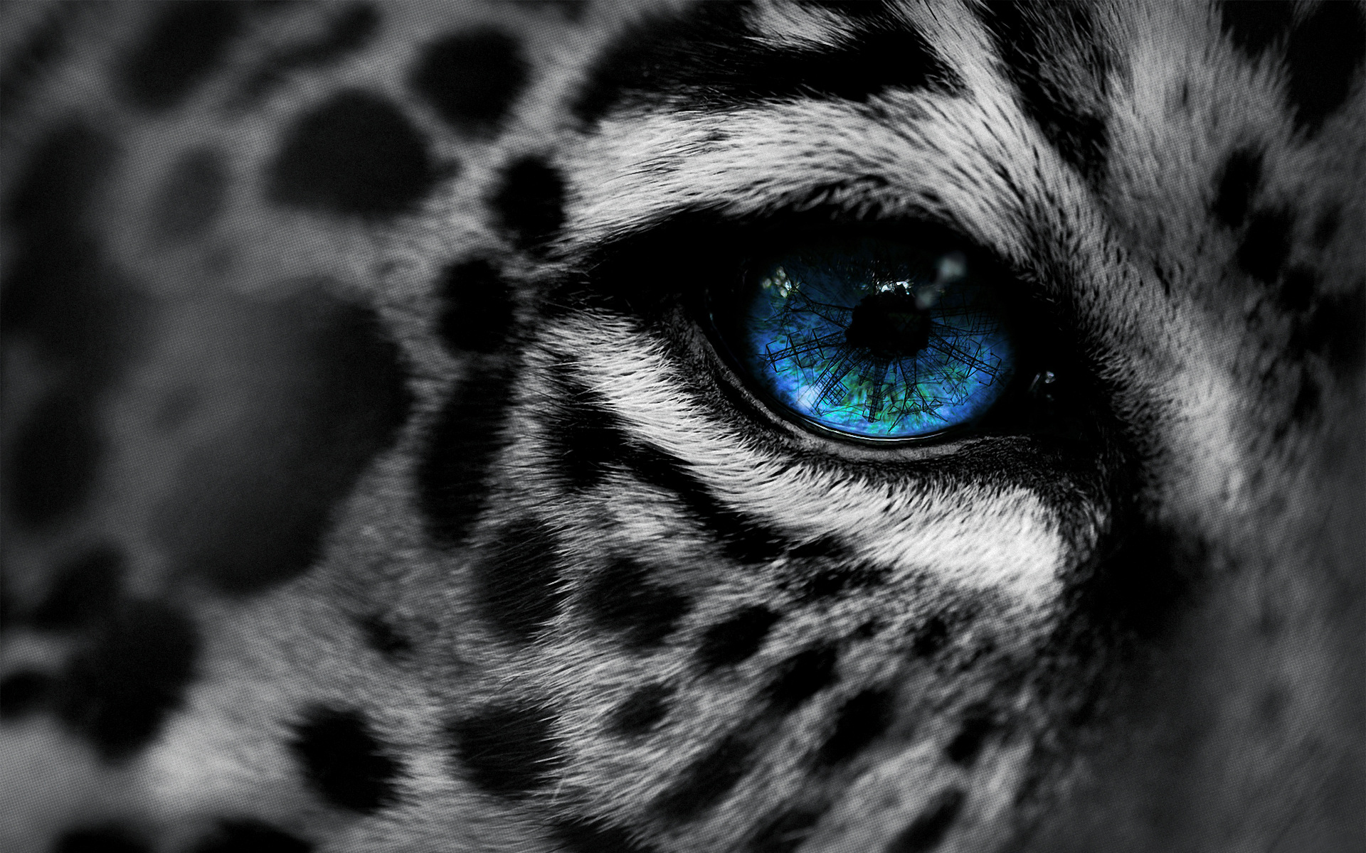 Free Leopard Backgrounds 18414 1920x1200 px. Category: Animals Resolution: 1920x1200px. Filesize: 1.23 MB. Deer Wallpaper 12905