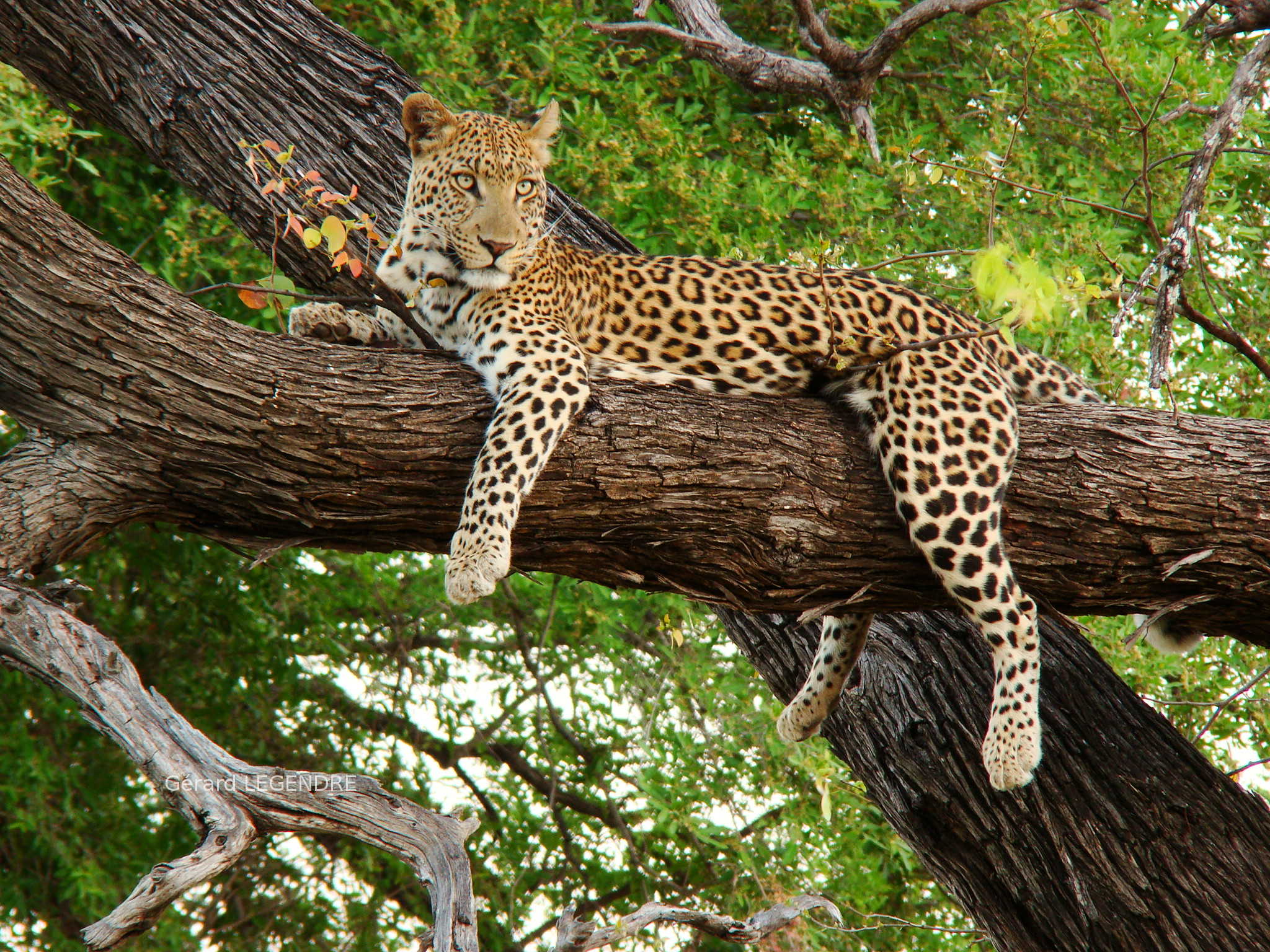 Leopard wildlife