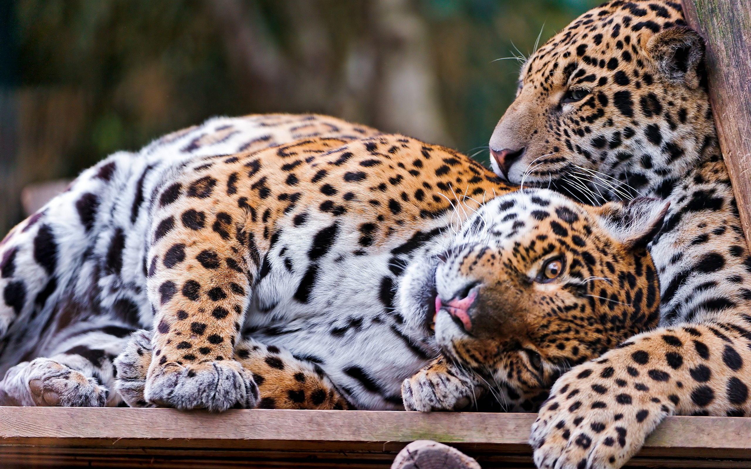 Leopards cuddle