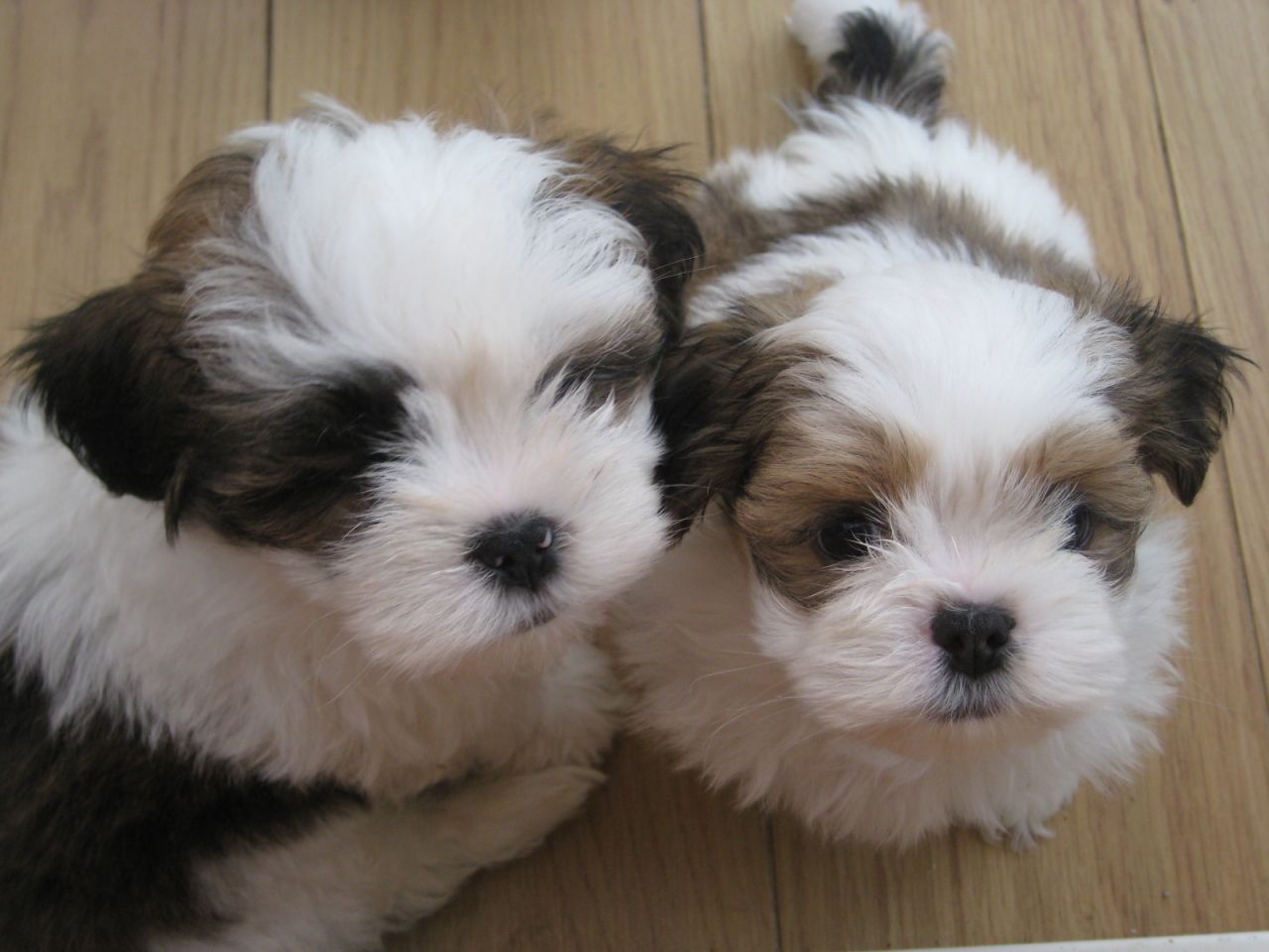 Adorable Lhasa Apso Puppies