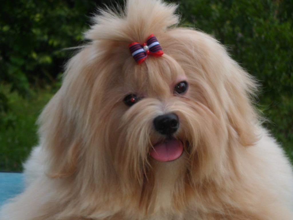 Add photos Lhasa Apso dog face in your blog:
