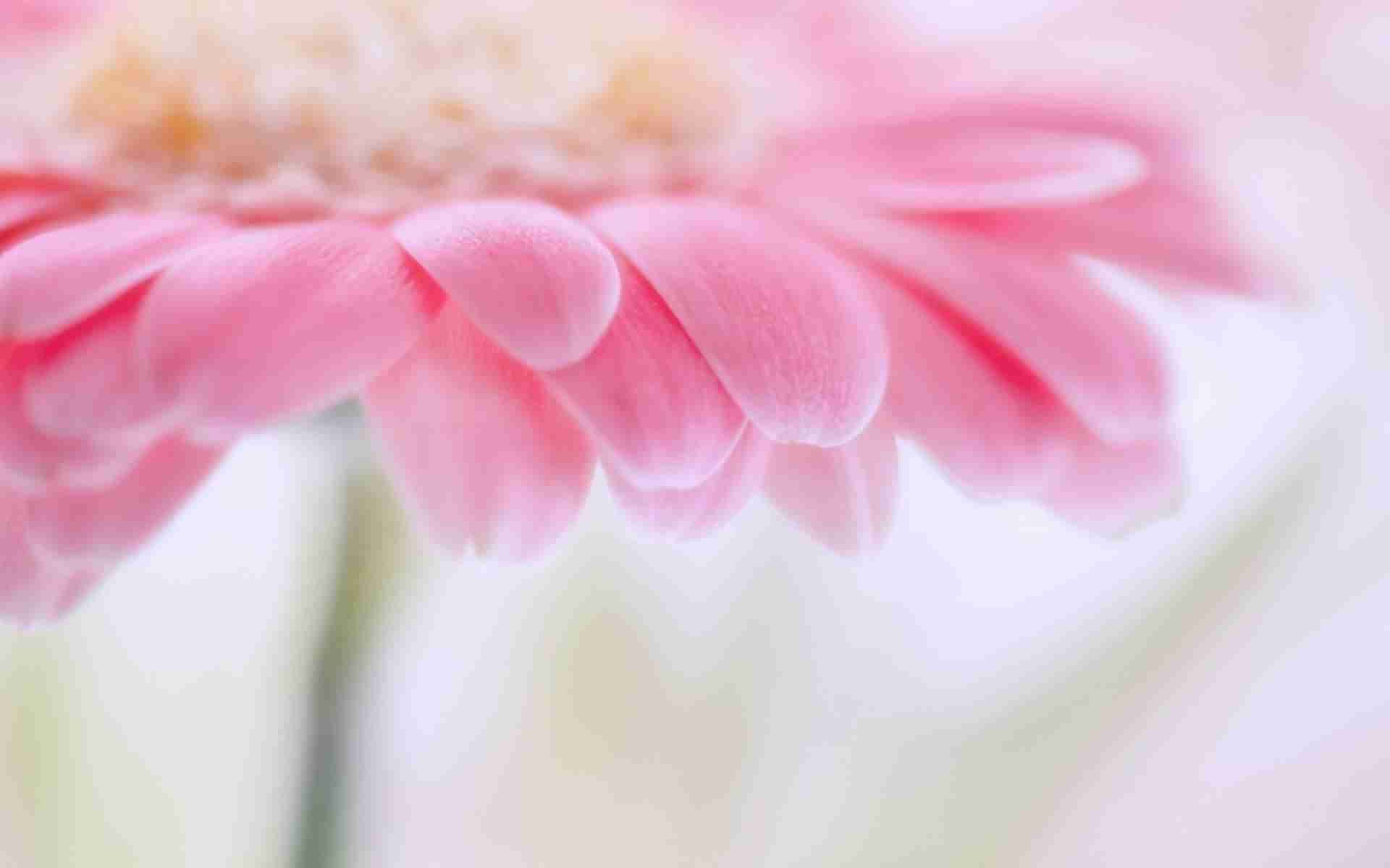 DOWNLOAD: flower-pink-light-petals free picture 2560 x 1600