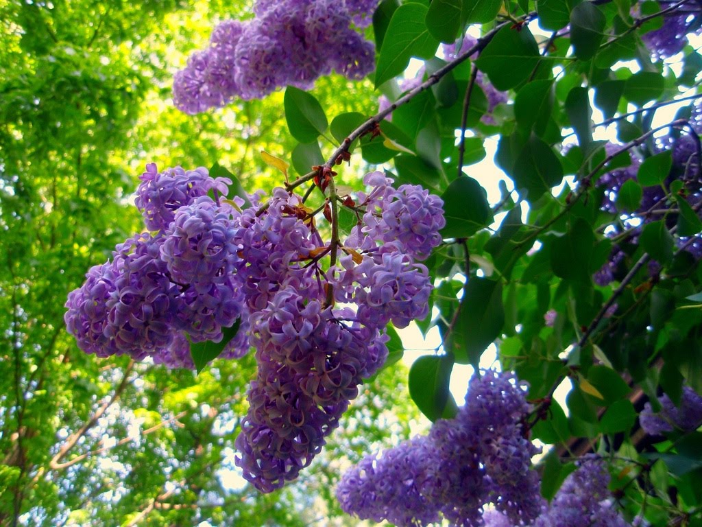 Beautiful lilac flowers bring happiness