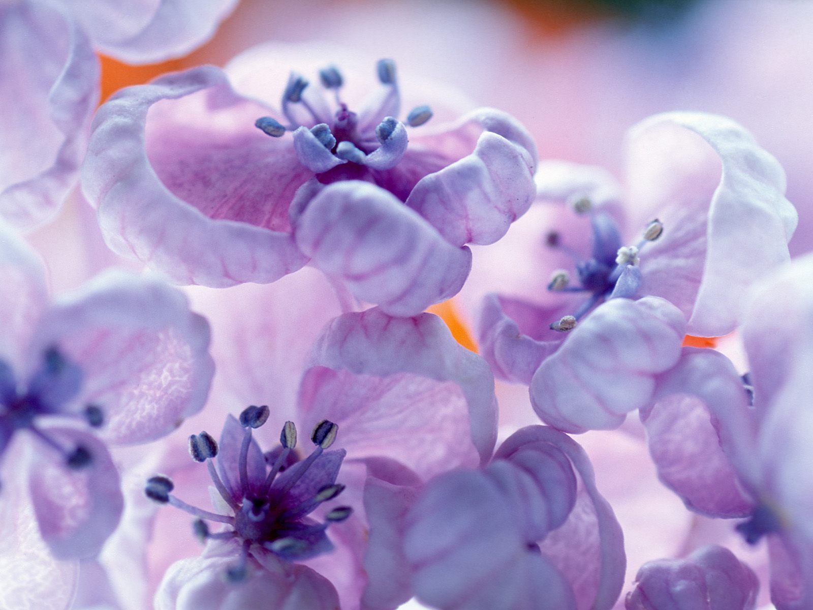 Lilac Flower - purple Photo