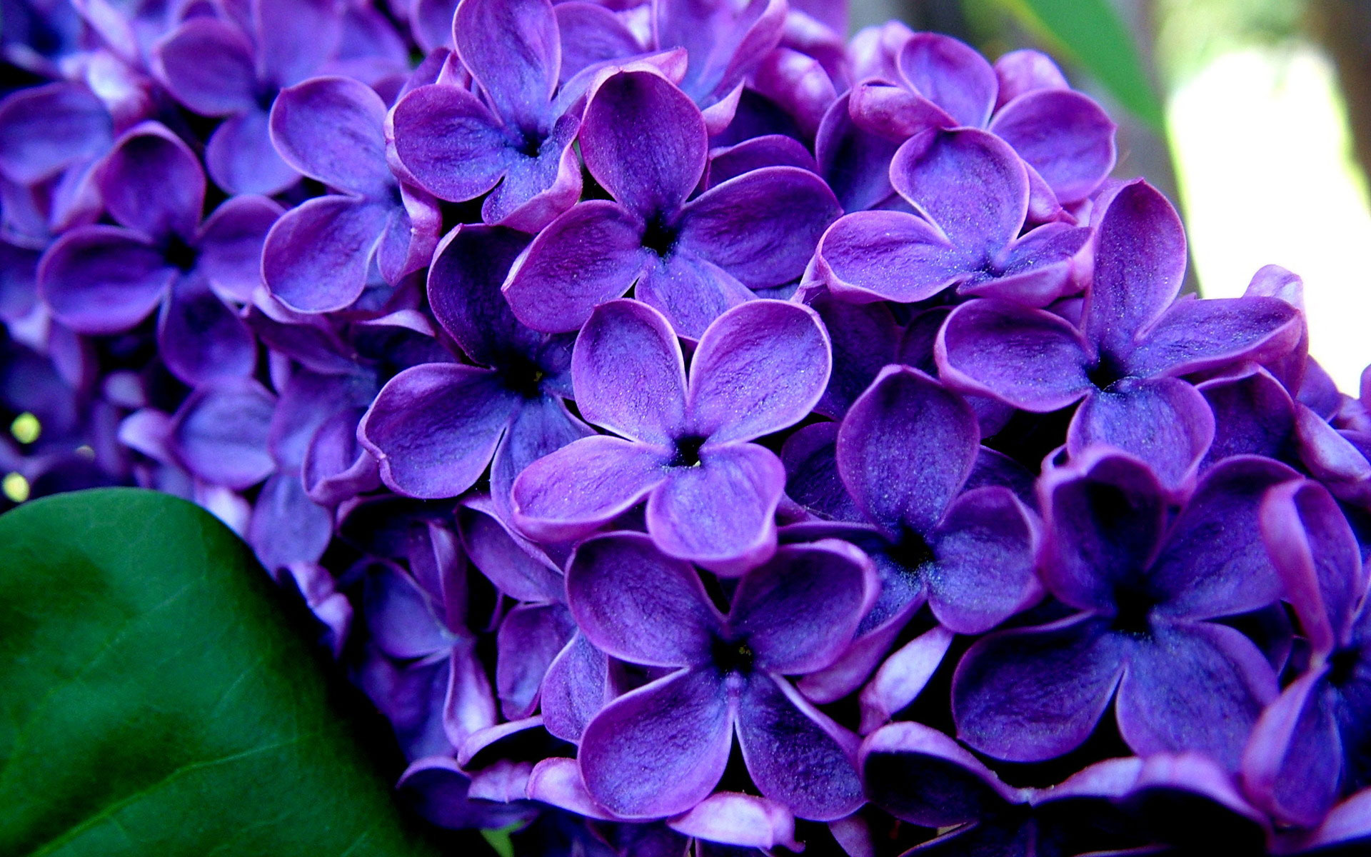 10 Beautiful HD Lilac Wallpapers