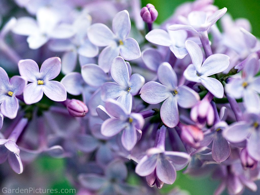 Lilacs are a very popular flower to grow since the bushes are hardy and can live for hundreds of years. Although originally from Asia and Europe, ...