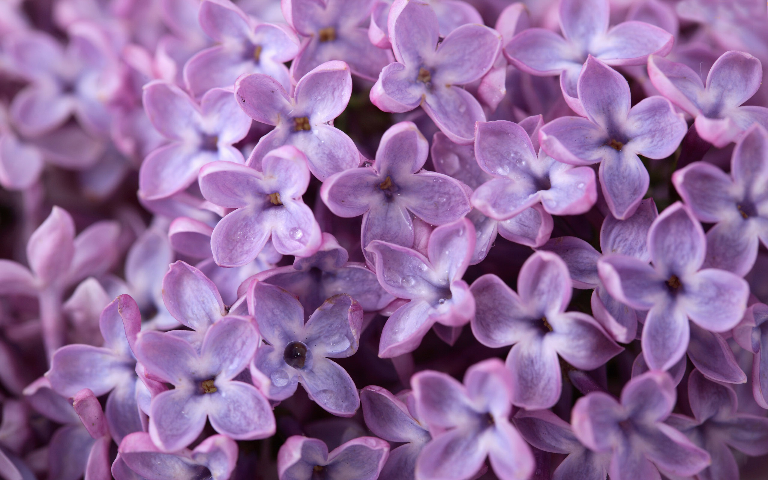 Lilac Wallpapers: Purple Lilacs Flowers Nature Background Wallpapers On Desktop 2560x1600px
