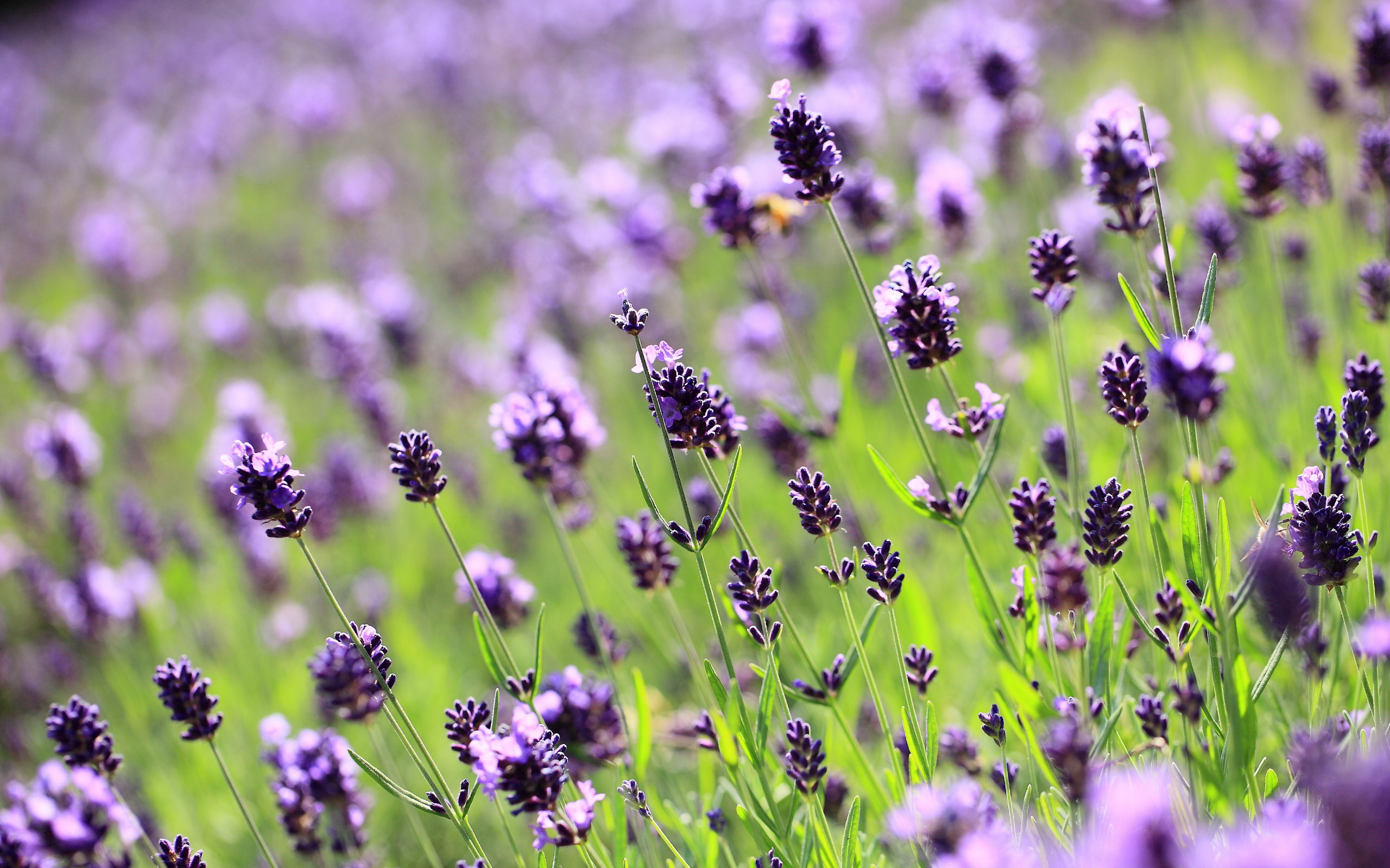 Lilac lavender field